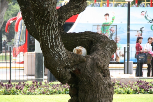 miraflores_cat_in_tree.jpg
